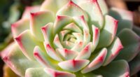 rosette shaped succulent care