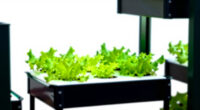 8 Best Hydroponic Garden System in 2026