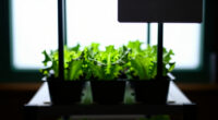 9 Best Hydroponic System for Indoor Herbs in 2026