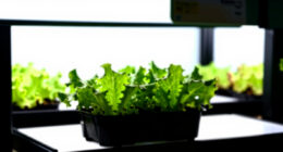 9 Best Indoor Hydroponic Garden in 2026