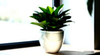 9 Best Large Ceramic Planter For Statement Plants In 2026