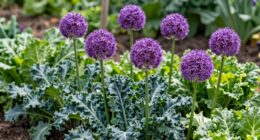 alliums for vegetable gardens