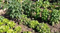 avoiding incompatible plant pairings