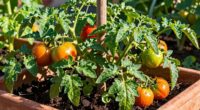 container grown tomato cultivation