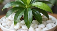 elevate plants with pebbles