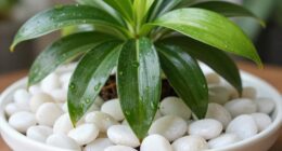 elevate plants with pebbles