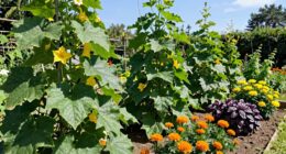 ideal cucumber squash companions