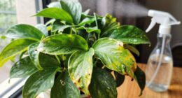 plant shows dry leaves