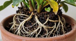 roots circling pot edges