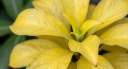 signs of plant stress