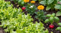 simple planting tips for beginners