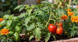 tomatoes ideal container friends