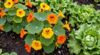 use nasturtiums as trap crop