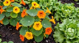 use nasturtiums as trap crop