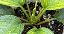 watch for wilting leaves