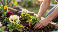 6 Heat-Tolerant Perennials You Can Still Plant in June for Colorful Blooms That Won't Wilt – Even in a Heatwave