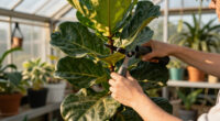 What Your Fiddle Leaf Fig Needs in June – 5 Simple Care Tasks for Shiny Leaves and Healthy Growth