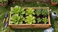 13 Best Raised Garden Beds for Easier Growing in 2026