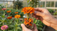 15 Best Zinnia Seeds for Colorful Gardens and Cut Flowers in 2026