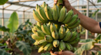 Bananas Sprout In Rayleigh Garden UK After 15 Years