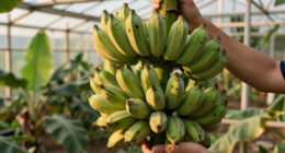 Bananas Sprout In Rayleigh Garden UK After 15 Years