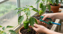 Common Pepper Plant Problems And How To Fix Them