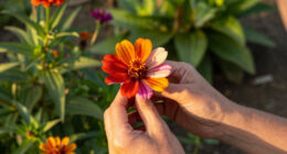 Forget Traps – This Beautiful Flower Offers a Better, More Natural Way to Help Deter Squirrels