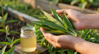 Grow Your Own Natural, Zero-Calorie Sweetener At Home – Plus, 3 Easy Ways To Store And Use Your Stevia Harvest