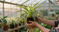 How to propagate spider plants