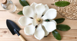 Magnolias Are So Old That They're Pollinated By Beetles, Not Bees
