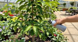 National Tree Day Surges In Global Coverage