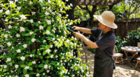 The Heat-Loving Climber That Fills Your Garden With Jasmine Scent All Summer (And Hummingbirds Love It)
