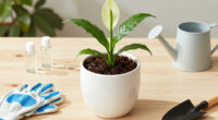 11 Best Peace Lily Fertilizers in 2026