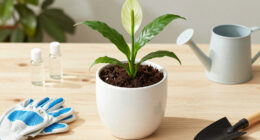 11 Best Peace Lily Fertilizers in 2026
