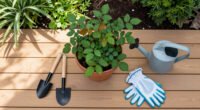 5 Things You're Doing That Make Rose Black Spot Worse Without Realizing It