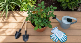 5 Things You're Doing That Make Rose Black Spot Worse Without Realizing It