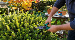 6 Plants You Should Prune In September For A Tidy Fall Garden – Plus, Which Plants You Should Leave