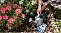 Azaleas And Rhododendrons Need This One Thing In Late Summer For Maximum Blooms Next Year