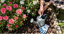 Azaleas And Rhododendrons Need This One Thing In Late Summer For Maximum Blooms Next Year