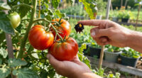 Can You Save Tomatoes With Blossom End Rot? What To Pick, Toss, And Leave On The Vine