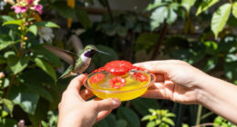 How To Hand-Feed Hummingbirds – 6 Critical Secrets To Enjoy This Heartwarming Garden Experience