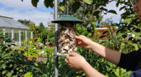 I’m Doing One Simple Thing To Help Birds After The Solar Eclipse – It Takes 2 Minutes