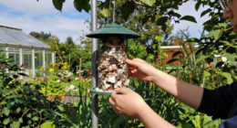 I’m Doing One Simple Thing To Help Birds After The Solar Eclipse – It Takes 2 Minutes