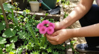 I Used To Hate Dandelions – Until I Discovered The Pretty Pink Version Designers Love