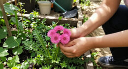 I Used To Hate Dandelions – Until I Discovered The Pretty Pink Version Designers Love