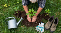 Retired Man Plants Trees On Forgotten Land, Now It's Sao Paulo's Largest Park