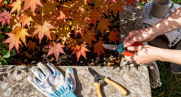 The 2026 Fall Foliage Forecast Is Out – When Will Your Garden Trees Reach Peak Color?