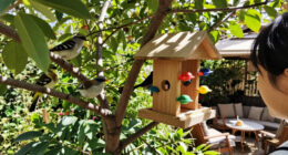 These 6 Bird Accessories Are On Sale Now At Target – Stock Up To Support Migrating Birds Before They Head South
