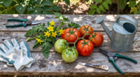 Tomatoes Still Have Flowers, But No Fruit? What To Do Before The Season Runs Out