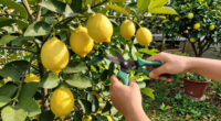 What Lemon Trees Need In August: 5 Easy Tasks That Guarantee Juicy Harvests In The Coming Months